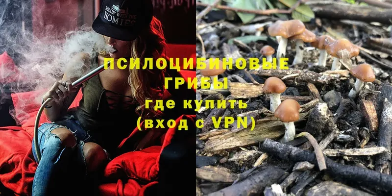 Псилоцибиновые грибы Cubensis  закладки  Суоярви 